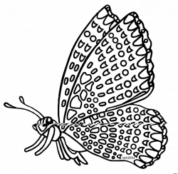 United States Clip Art by Phillip Martin, State Insect of Maryland ...