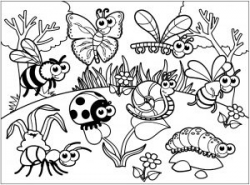 Butterflies & insects - Coloring Pages for Adults