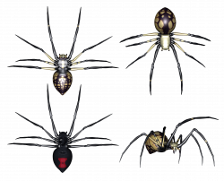 Set of Spiders Clipart | Isolated Stock Photo by noBACKS.com