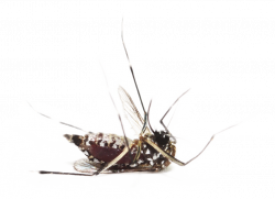 Mosquito PNG Image - PurePNG | Free transparent CC0 PNG Image Library
