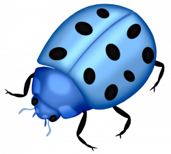 Bug.png | Clip art, Lady bugs and Album