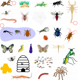 Rainforest Insects Clipart