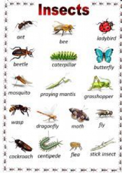 List of Insect Names | | insects | Insects names, List of ...