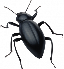 21+ Best Black Cricket Insect Clipart | Find wonderful clipart and ...