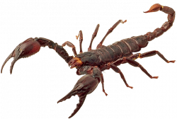 Scorpions PNG images, scorpion PNG