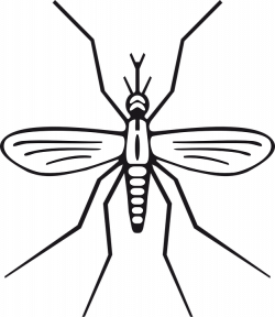 Free Image on Pixabay - Insect, Malaria, Mosquito, Pest | Insects