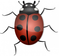 Free Image on Pixabay - Ladybug, Animal, Beetle, Bug | Beetle bug ...