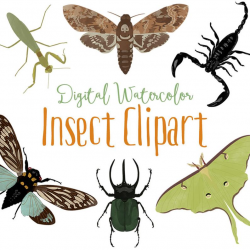 Insects Watercolor Clipart, summer clipart, woodland clipart, butterfly,  moths, bugs, beetle, cicada, commercial use, scrapbook, png