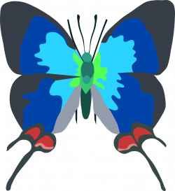 Butterfly Insect Desktop Wallpaper Evenus coronata - butterfly 1754 ...