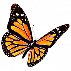 Monarch butterfly Clip art - watercolor butterfly 640*640 transprent ...