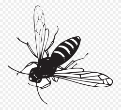Small Striped Black Bug With Wings Clipart (#1368043 ...