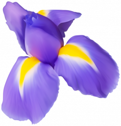 Purple Iris Flower PNG Clip Art Image | Gallery Yopriceville - High ...