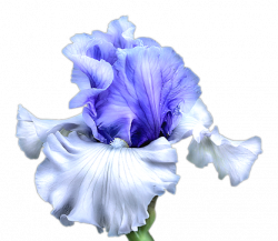 iris-blue.png (417×362) | K - KYTIČKY - TUBY | Pinterest | Iris ...