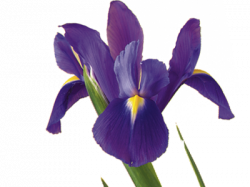 Iris Flower Meaning & Symbolism | Teleflora