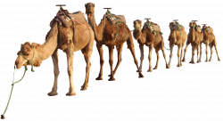 camel-png-clipart (1) Vector EPS Free Download, Logo, Icons, Clipart ...