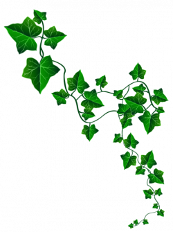 Vine Ivy Decoration PNG Clipart Image | Graphics | Pinterest ...