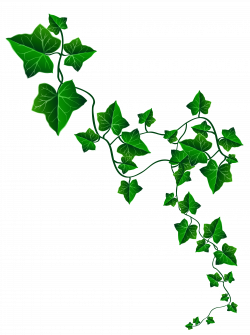 Free Ivy Cliparts, Download Free Clip Art, Free Clip Art on Clipart ...