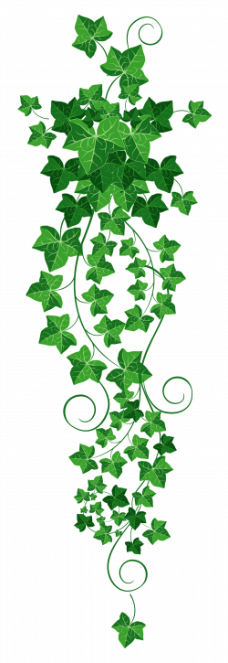 Vine Ivy PNG Clipart Picture | Gallery Yopriceville - High-Quality ...
