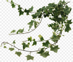 Family Tree Background clipart - Vine, Plant, Leaf ...