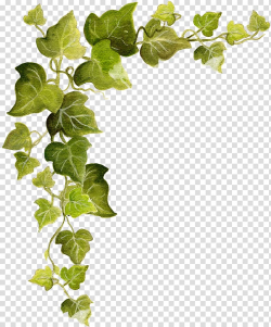 Green leaf vine , Common ivy Vine , ivy transparent ...