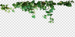 Common ivy Vine Evergreen Plant stem Aerial root, plant ...