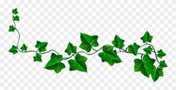 Vine Ivy Decoration Png Clipart Picture - Transparent ...