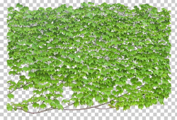 Vine Ivy Plant Shrub PNG, Clipart, Climbing, Climbing Wall ...