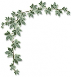 Free Ivy Cliparts, Download Free Clip Art, Free Clip Art on ...