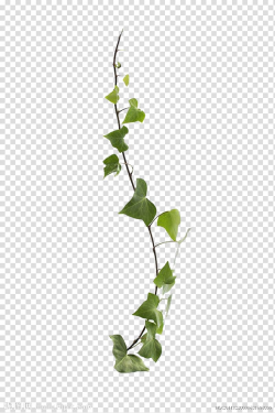 Common ivy Virginia creeper Vine Leaf Plant, Vines are ...