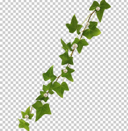 Vine Common Ivy Virginia Creeper PNG, Clipart, Branch ...