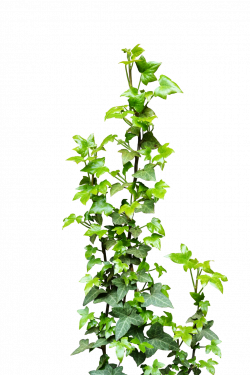 Ivy Vine Plant Clip art - ivy 1024*1536 transprent Png Free Download ...