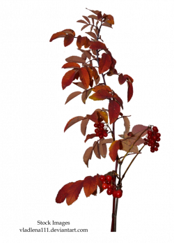 Autumn branches 1 by Vladlena111 | png plants | Pinterest