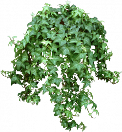 Images of English Ivy Plant - #SpaceHero