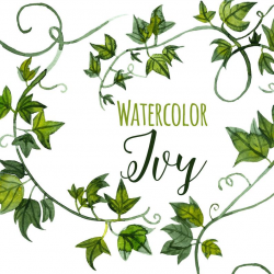 Watercolor Green Ivy Clipart, Ivy Tendrils Illustration, Fancy clip art,  Greenery Clipart