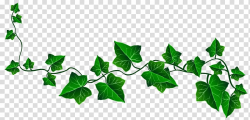 Vine Ivy Drawing , Vine Ivy Decoration , green leafed vine ...