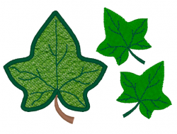 66+ Ivy Leaf Clip Art | ClipartLook