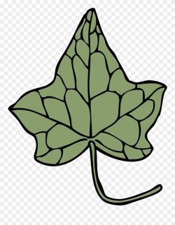 Ivy Drawing Leaf Vine Araliaceae - Ivy Leaf Clip Art - Png ...