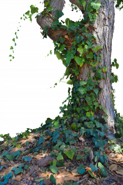 Tree with Ivy Stock Photo_ 0014 - PNG by annamae22.deviantart.com on ...
