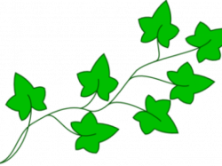Ivy Clipart Pumpkin Vine - Cartoon Poison Ivy Plant ...