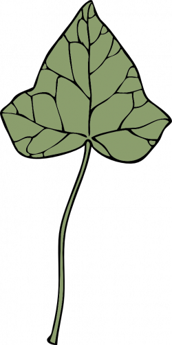 Ivy Leaf 7 Clipart | i2Clipart - Royalty Free Public Domain Clipart