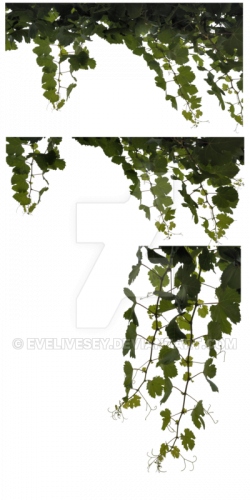 Vine Leaves PNG by EveLivesey on DeviantArt