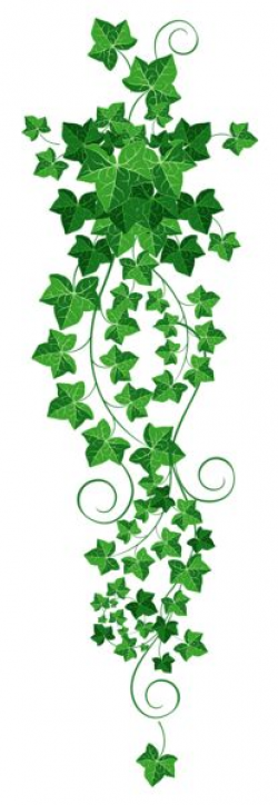 Ivy Clipart | Free download best Ivy Clipart on ClipArtMag.com
