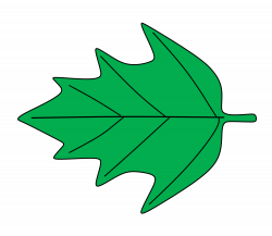 File:Pennatilobé.svg - Wikimedia Commons