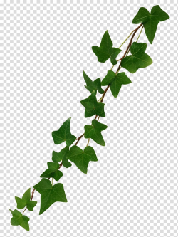 Green leafed plant, Common ivy Vine , ivy transparent ...