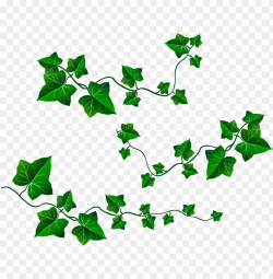 royalty free stock english ivy clipart - ivy PNG image with ...