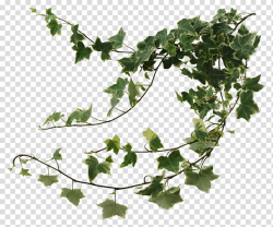 Green leafy vine with white outline, Common ivy Houseplant ...