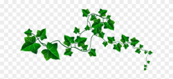 Ivy Clipart Tree Vine - Clip Art - Free Transparent PNG ...