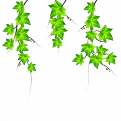 Drawing Ivy Clip art - Vines are available for free download 4514 ...