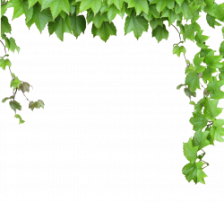 Vine Computer file - Leaves and vines 986*890 transprent Png Free ...