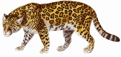 Jaguar Clipart (29+) Jaguar Clipart Backgrounds